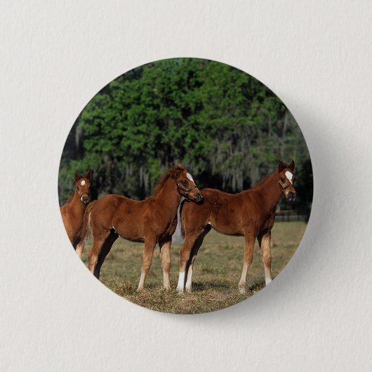 Groep Thoroughbred Foals Ronde Button 5,7 Cm (Voorkant)