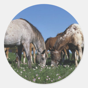 Groep van Appaloosa-paarden Grazing Ronde Sticker