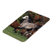 Groep van Arabische paarden Magneet (Linkerzijde)