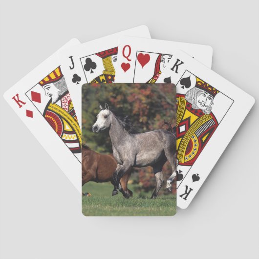 Groep van Arabische paarden Pokerkaarten (Achterkant)