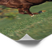 Groep van Arabische paarden Poster (Hoek)