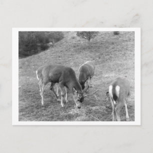 Groep van Deer bij de Foto van de Hete van Kwestie Briefkaart