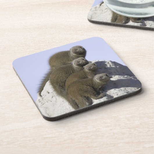 Groep van Dwarf Mongoose op een termietheuvel in Bier Onderzetter (Linkerzijde)