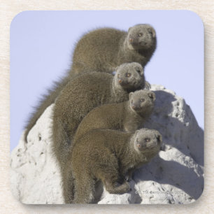 Groep van Dwarf Mongoose op een termietheuvel in Bier Onderzetter