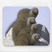 Groep van Dwarf Mongoose op een termietheuvel in Muismat (Voorkant)