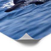 Groep van knelpuntdolfijnen poster (Hoek)