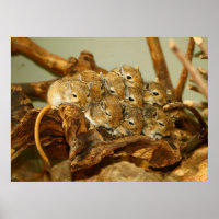 Groep van Mongoolse Gerbils Meriones Unguiculatus