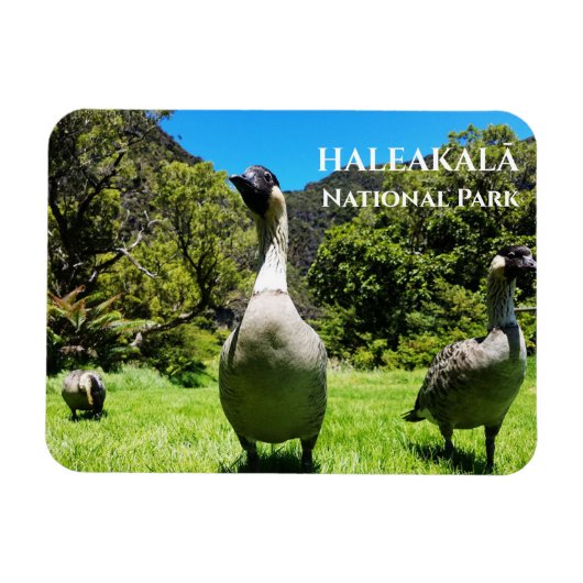 Groep van Nēnè, Haleakalā National Park, Maui, HI Magneet (Horizontaal)