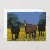 Groep van Thoroughbred Horses Briefkaart (Voorkant / Achterkant)