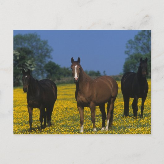Groep van Thoroughbred Horses Briefkaart (Voorkant)