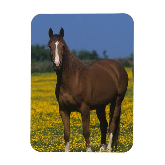 Groep van Thoroughbred Horses Magneet (Verticaal)