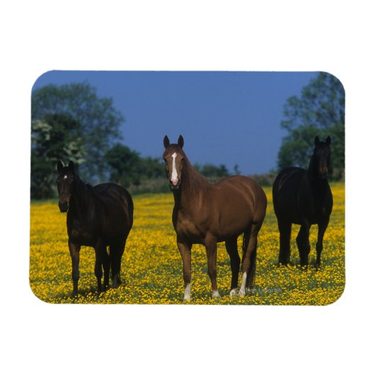 Groep van Thoroughbred Horses Magneet (Horizontaal)