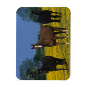 Groep van Thoroughbred Horses Magneet (Verticaal)