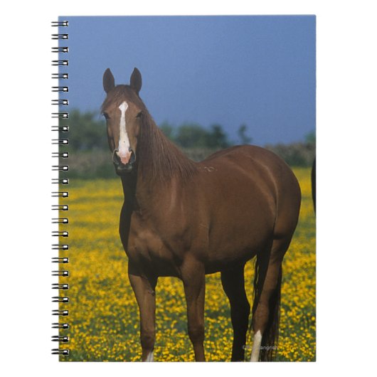 Groep van Thoroughbred Horses Notitieboek (Voorkant)