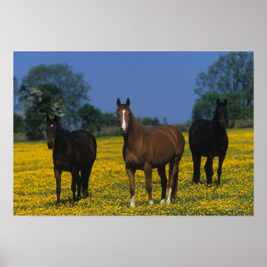Groep van Thoroughbred Horses Poster (Voorkant)