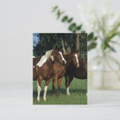 Groep van verfpaarden briefkaart (Staand voorkant)