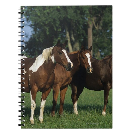 Groep van verfpaarden notitieboek (Voorkant)