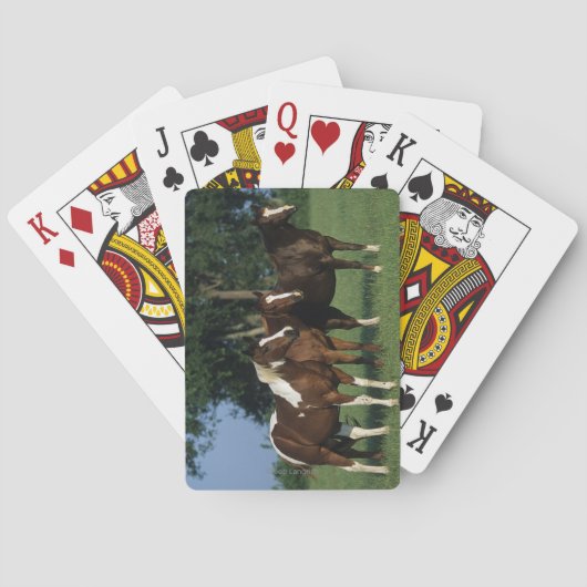 Groep van verfpaarden pokerkaarten (Achterkant)