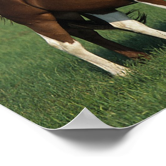 Groep van verfpaarden poster (Hoek)