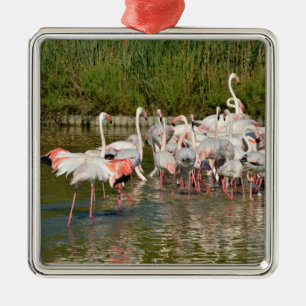 Groep van vlamingos in Camargue Metalen Ornament