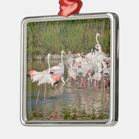 Groep van vlamingos in Camargue Metalen Ornament (Links)