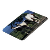 Groep verf paarden magneet (Linkerzijde)
