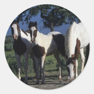 Groep verf paarden ronde sticker