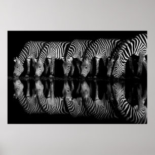 Groep vlaktezebra's drinkt 's nachts samen poster