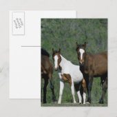Groep wilde Mustang Paarden Briefkaart (Voorkant / Achterkant)