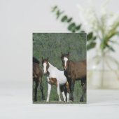 Groep wilde Mustang Paarden Briefkaart (Staand voorkant)