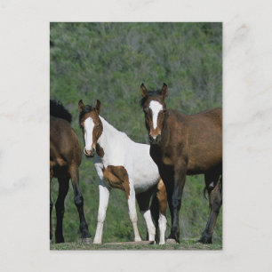 Groep wilde Mustang Paarden Briefkaart