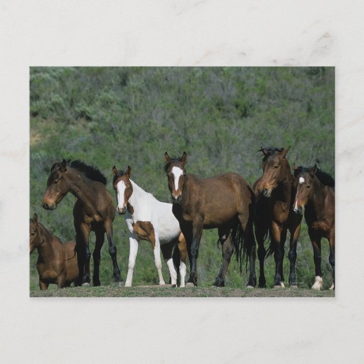 Groep wilde Mustang Paarden Briefkaart (Voorkant)