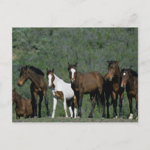 Groep wilde Mustang Paarden Briefkaart