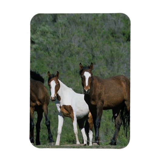 Groep wilde Mustang Paarden Magneet (Verticaal)