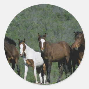 Groep wilde Mustang Paarden Ronde Sticker