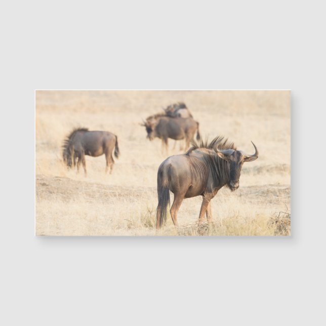 Groep wildebeest (Voorkant)