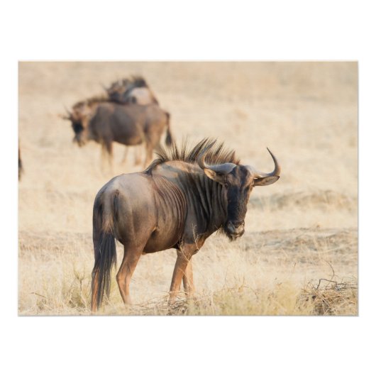 Groep wildebeest perfect poster (Voorkant)