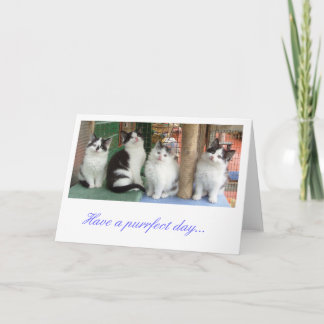 Groeten Kaart: Kitten line-up Kaart