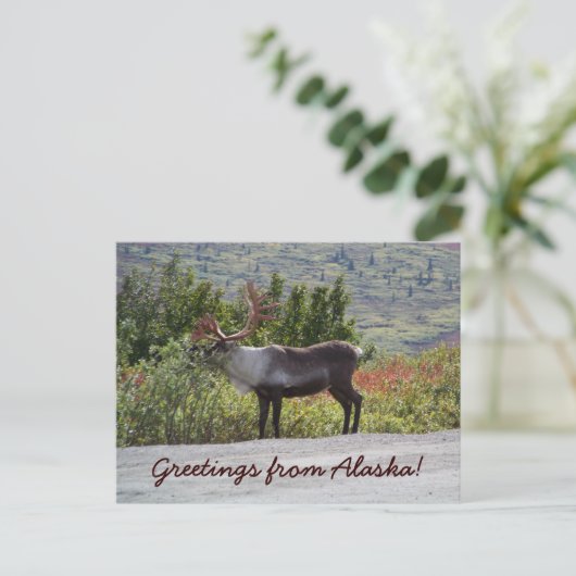 Groeten uit Alaska! Briefkaart (Staand voorkant)