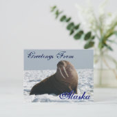 Groeten uit Alaska Bull Walrus Post Kaart (Staand voorkant)