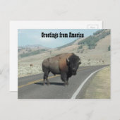 Groeten uit Amerika - Bison Briefkaart (Voorkant / Achterkant)