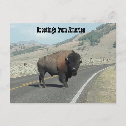 Groeten uit Amerika - Bison Briefkaart (Voorkant)
