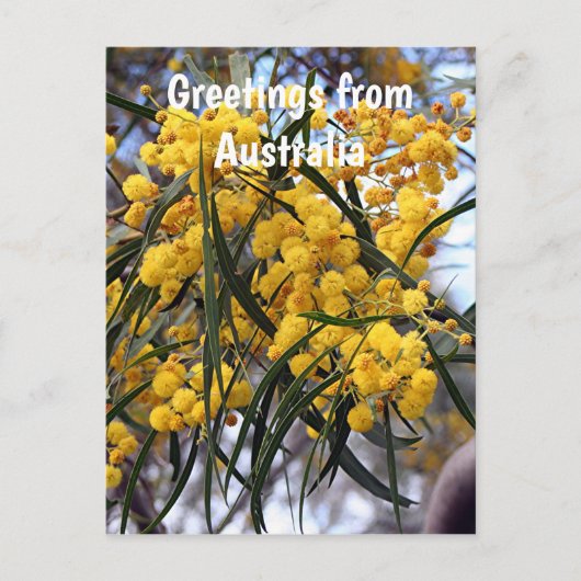 Groeten uit Australië:Gele wattenbloesems Briefkaart (Voorkant)