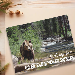 Groeten uit California Grizzly Beer  Briefkaart