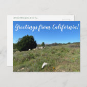 Groeten uit Californië! Briefkaart (Voorkant / Achterkant)