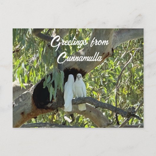 Groeten uit Cunnamulla Briefkaart (Voorkant)