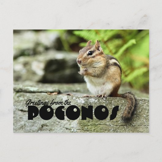 Groeten uit de Poconos Mischievous Chipmunk Briefkaart (Voorkant)