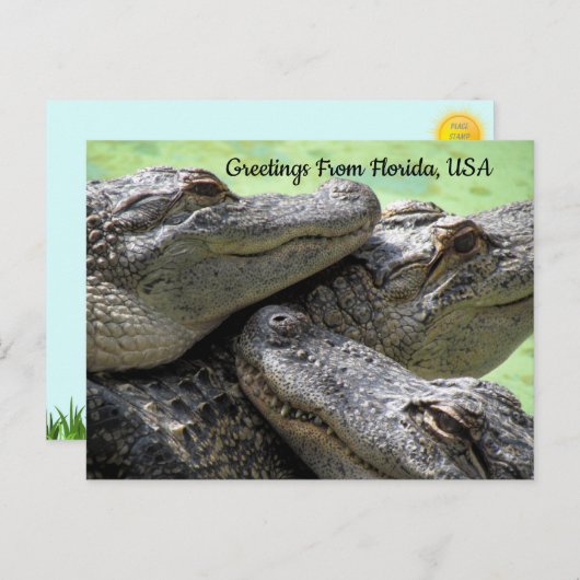 Groeten uit Florida Alligator Briefkaart (Voorkant / Achterkant)