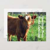 Groeten uit North Carolina! Briefkaart (Voorkant / Achterkant)
