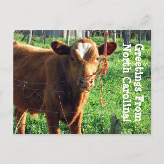 Groeten uit North Carolina! Briefkaart (Voorkant)
